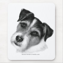 Jack (Parson) Russell Terrier