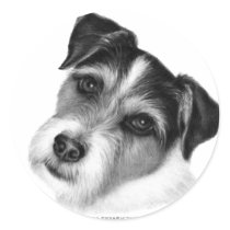 Jack (Parson) Russell Terrier