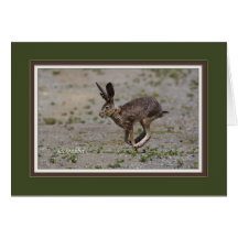 jack_rabbit_5986 card