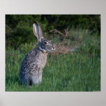 Jack Rabbit Posters