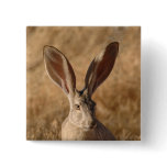 Jack rabbit with large ears photo pinback button