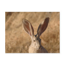 Jack rabbit with large ears photo postcard