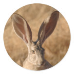 Jack rabbit with large ears photo stickers