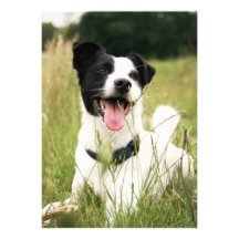 Jack Russell Announcements