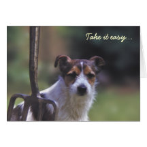 Jack Russell birthday card