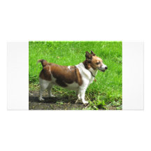 Jack Russell Custom Photo Card