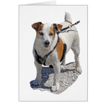 Jack Russell Dog Card