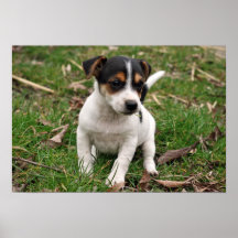Jack Russell Perrier Puppy Poster #2