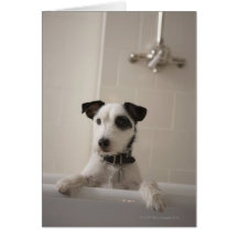 Jack russell terrier. greeting card