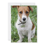 Jack Russell Terrier Invitation