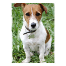 Jack Russell Terrier Invitation