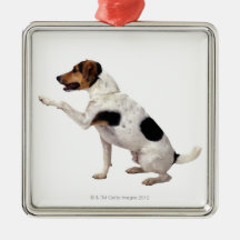 Jack Russell Terrier Lifting Paw Christmas Tree Ornaments