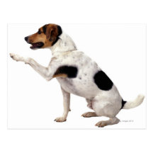Jack Russell Terrier Lifting Paw Postcards