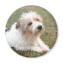 Jack Russell Terrier Magnet