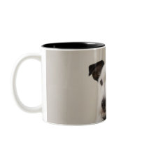 Jack russell terrier.