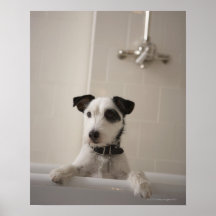Jack russell terrier. print