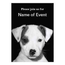 Jack Russell Terrier Puppy Announcement