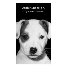 Jack Russell Terrier Puppy Business Card