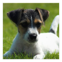 Jack Russell Terrier Puppy Invitation