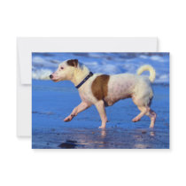 Jack Russell Terrier Running On The Beach Custom Invite