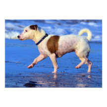 Jack Russell Terrier Running On The Beach Custom Invite