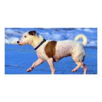 Jack Russell Terrier Running On The Beach Photo Card