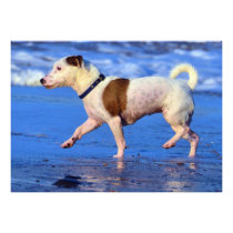 Jack Russell Terrier Running On The Beach Photo