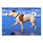 Jack Russell Terrier Running On The Beach Photo