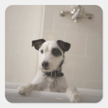 Jack russell terrier. square sticker