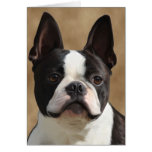 Jack the Boston Greeting Cards