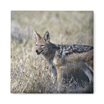 Jackal hunting fridge magnet