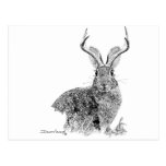 Jackalope Post Cards
