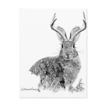 Jackalope Post Card