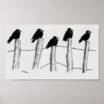 Jackdaws Poster