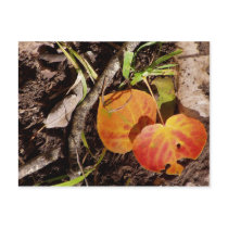 Jackson Hole Wyoming Series Post Card