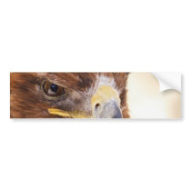Jacob the Harris Hawk Bumper Sticker