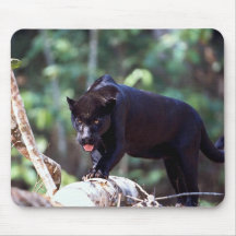 Jaguar, black-phase (Panthera onca) Mouse Pad