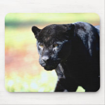 Jaguar, black-phase (Panthera onca) Mouse Pads