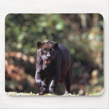 Jaguar, black-phase (Panthera onca) Mousepad