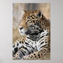 Jaguar Classic Poster