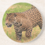 Jaguar Coasters