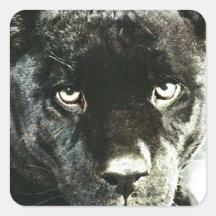 Jaguar Eyes Stickers