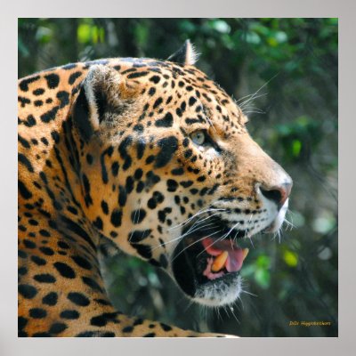 Jaguar in May Poster