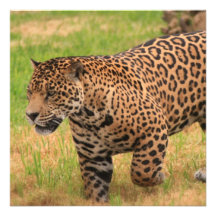 Jaguar Invitation