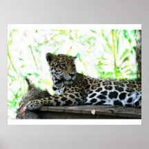 Jaguar looking over shoulder dappled green poster