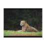 Jaguar Lounging Postcard