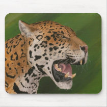 Jaguar Mouse Pads
