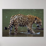 Jaguar (Panthera onca) in muddy river posters