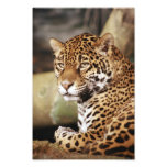 Jaguar Photo photography
