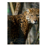 Jaguar Photo Postcard